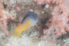 Pseudochromis ammeri