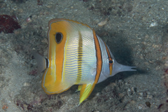 Chelmon rostratus