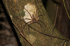 Heteropoda simplex
