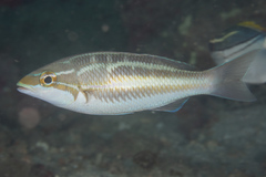 Three-Striped Whiptail photo 5