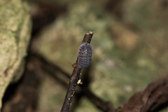 Nesodillo arcangelii