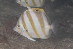 Parachaetodon ocellatus