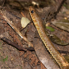Patagonia Green Racer photo 5