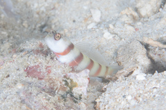 Amblyeleotris steinitzi