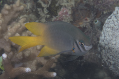 Neoglyphidodon nigroris