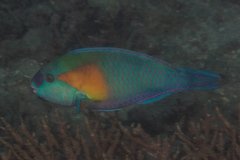 Chlorurus bowersi