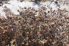 Helichrysum asperum