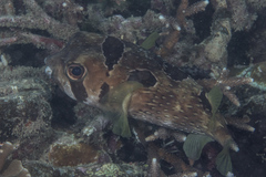 Diodon liturosus