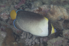 Chaetodontoplus mesoleucus