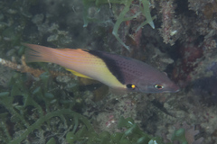 Bodianus mesothorax