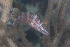 Oxycheilinus orientalis