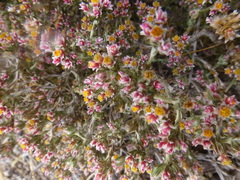 Helichrysum asperum