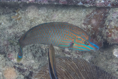 Halichoeres leucurus