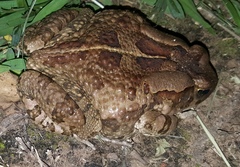 Sclerophrys capensis