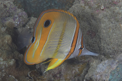 Chelmon rostratus