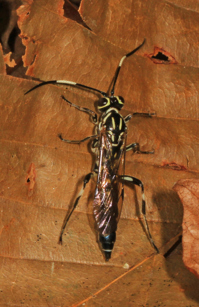 Coelichneumon pulcher