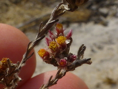 Helichrysum asperum
