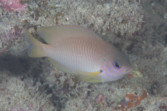 Pomacentrus amboinensis