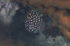 Calloplesiops altivelis