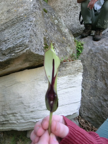 Image of Arum hygrophilum by (c) Letizia Weichgrebe, some rights reserved (CC BY)
