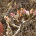 Helichrysum asperum - Photo (c) Petra Broddle,  זכויות יוצרים חלקיות (CC BY-NC), הועלה על ידי Petra Broddle