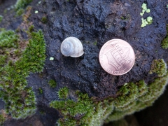 Sonorella allynsmithi