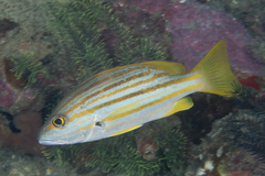 Lutjanus carponotatus