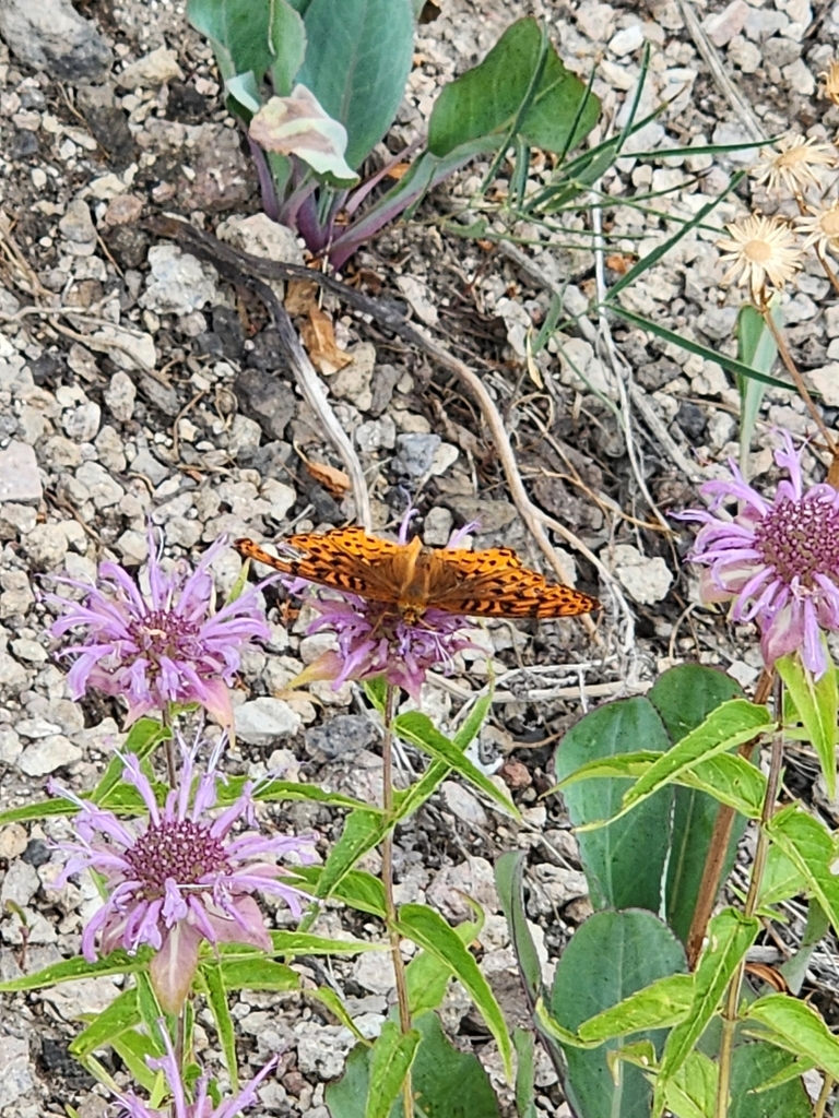 'Southwestern' Atlantis Fritillary