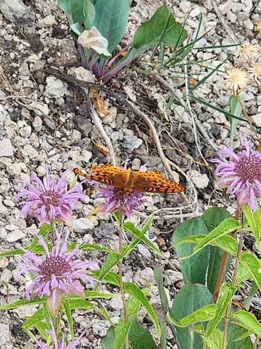 'Southwestern' Atlantis Fritillary