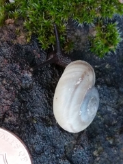 Sonorella allynsmithi