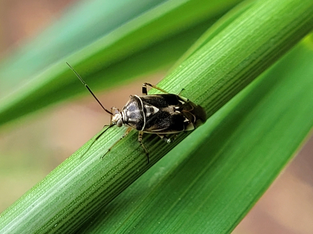 North American Tarnished Plant Bug from Fort Collins, CO 80526, USA on ...