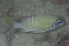Scolopsis margaritifera