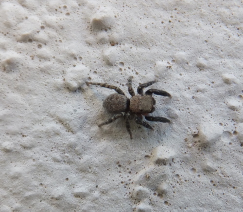 Euophrys à tête rouge
