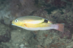 Black-Blotch Tuskfish photo 4
