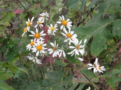 Montanoa bipinnatifida