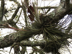 Tillandsia juncea