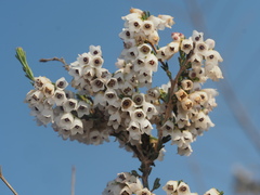 Erica leucantha