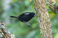 White-Lined Tanager photo 6