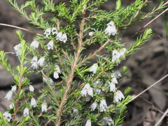 Erica leucantha