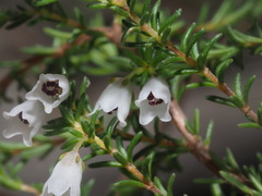 Erica leucantha