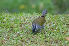 Arremonops conirostris