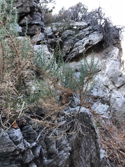 Ericameria pinifolia