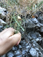 Ericameria pinifolia
