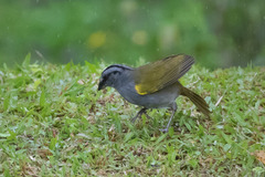 Arremonops conirostris