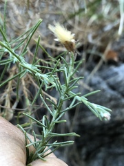 Ericameria pinifolia