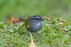 Arremonops conirostris