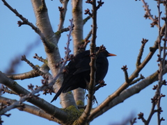 Turdus merula
