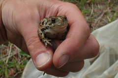 Anaxyrus boreas boreas