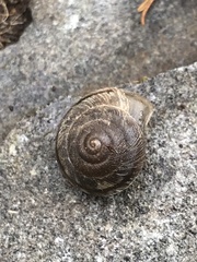 Oreohelix
