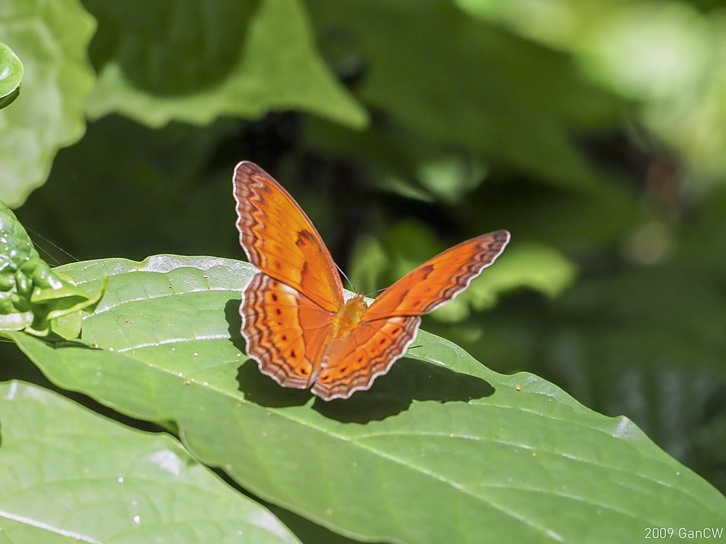 Cirrochroa thule